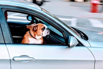 Viajar con tu perro en el coche